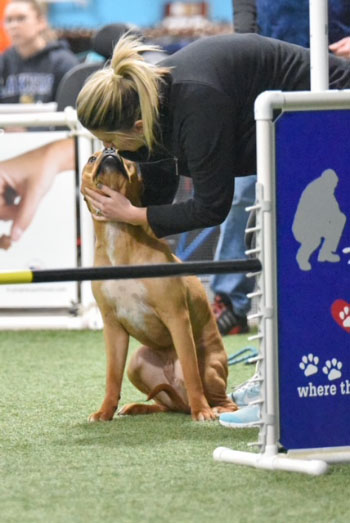 Dog pressing her face against her dogs at an agility competititon.