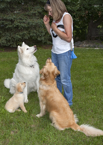 Woman training three dogs.