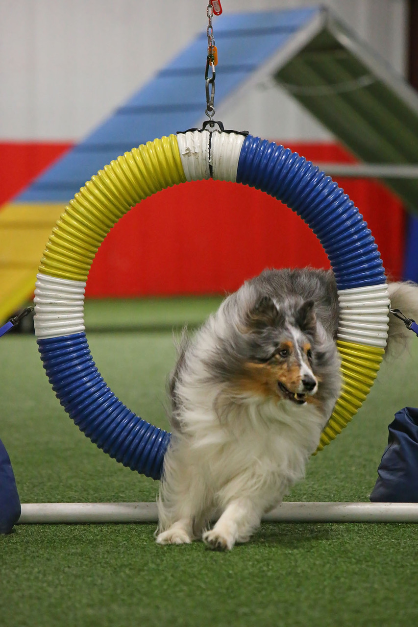 Dog running through an agility hoop.