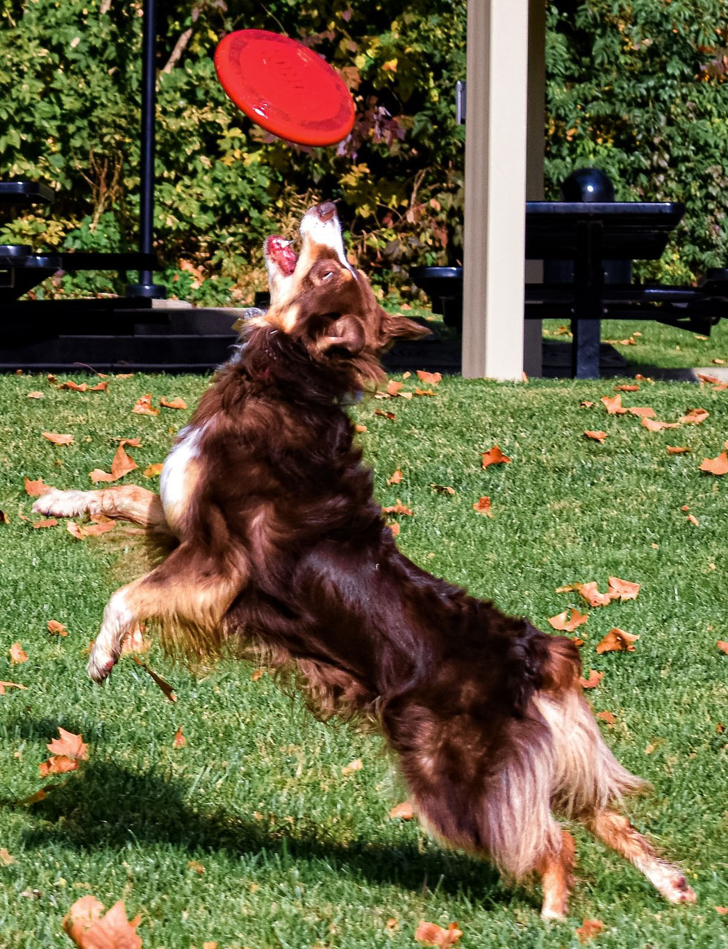Dog jumping up to catch a frisbee.