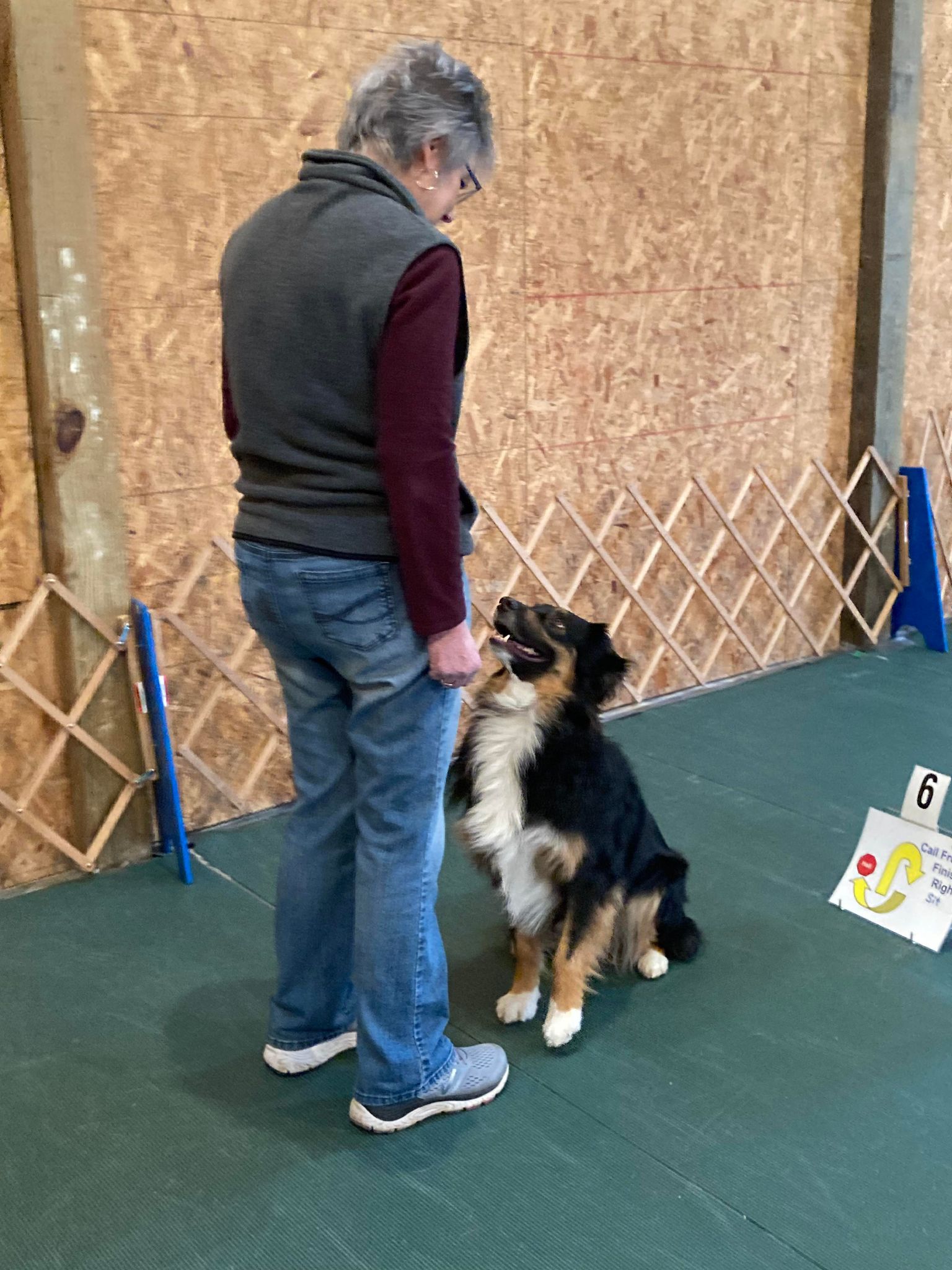 Dog looking up at their owner during rally.