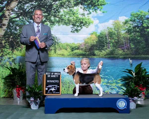 A girl presenting her dog for conformation competition.