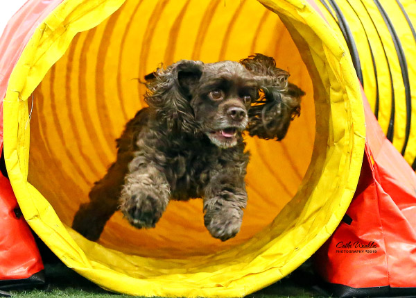 A dog running through an agility tunnel.
