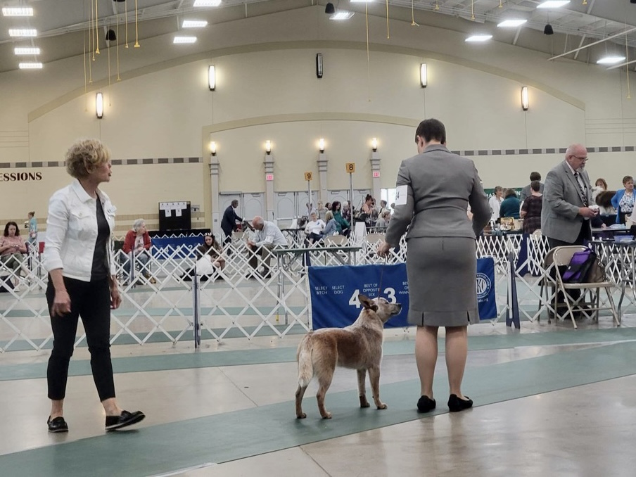Woman waiting to present her dog for conformation at a competition.