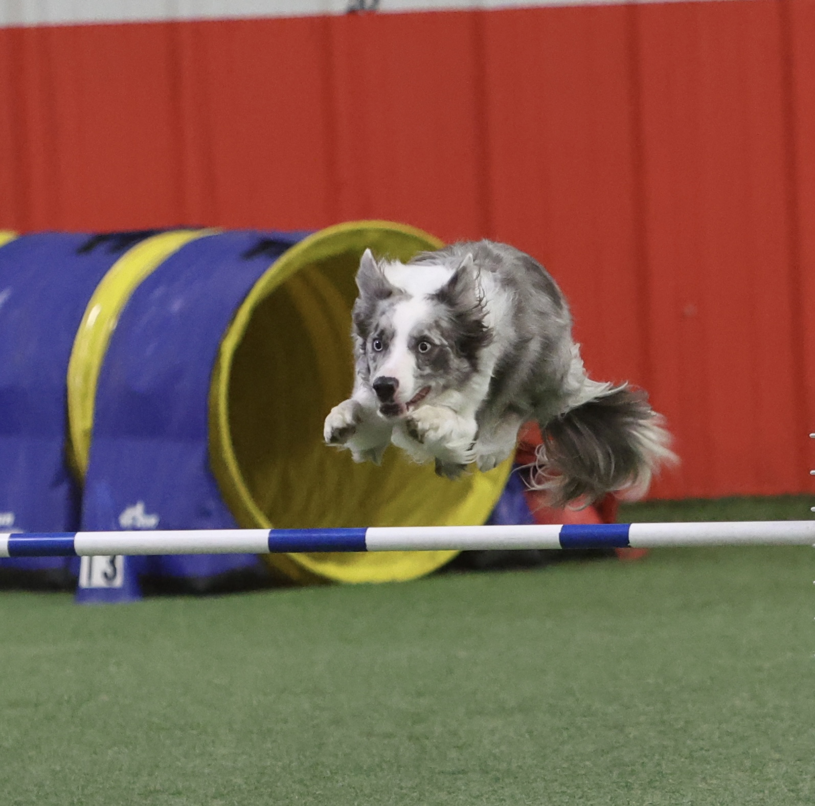 Dog jumping during an agility run.