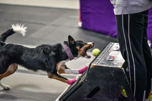 A catching a ball while playing flyball.