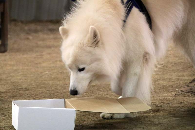 A dog performing nosework on a box.