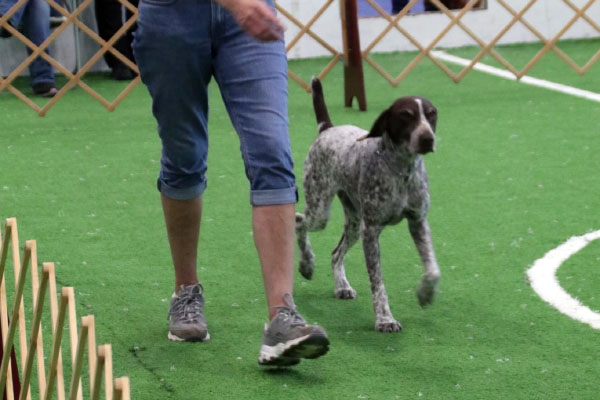 Dog walking next to owner in obedience training.