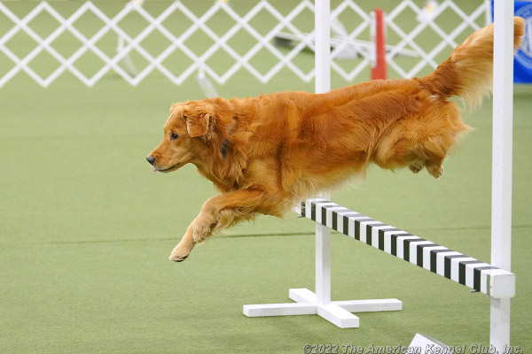 A dog jumping at rally competition.